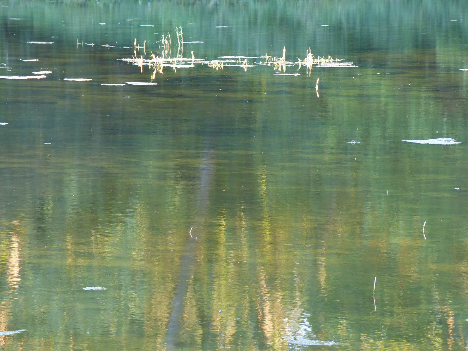 Etang vert